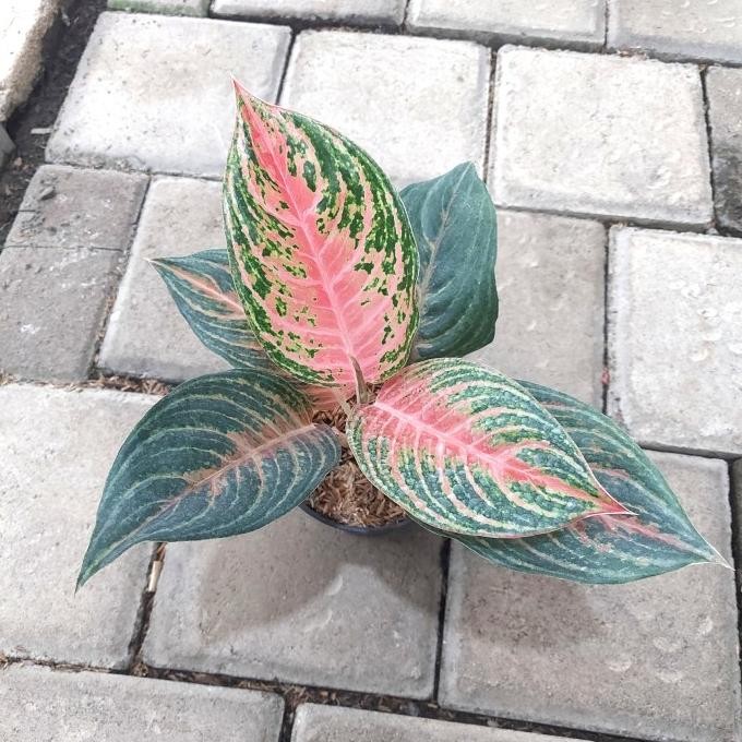 Aglonema Pink Beauty