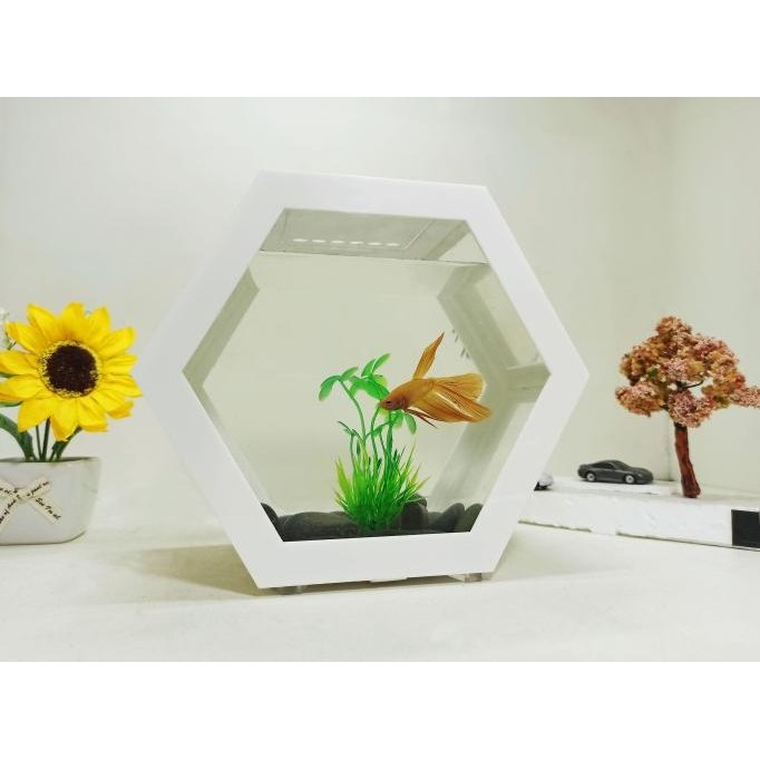 aquarium segilima, aquarium dinding, aquarium unik, aquarium gantung