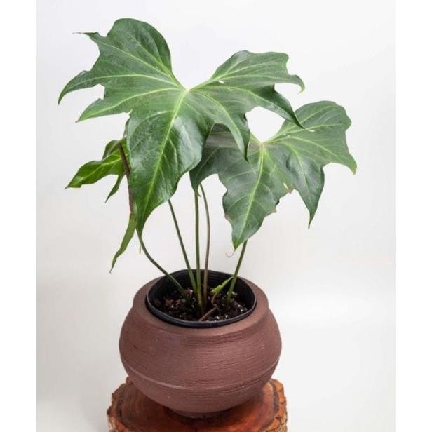 Anthurium Macrolobium / Anturium macrobium makrobium kelelawar