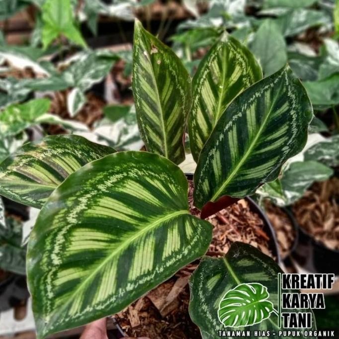 Tanaman Hias Calathea Flamestar - Calathea Flame Star