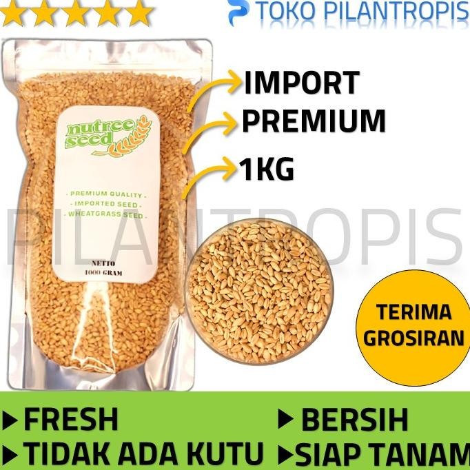 GROSIR BENIH WHEATGRASS 1KG BIBIT RUMPUT GANDUM KUCING MICROGREEN SEED