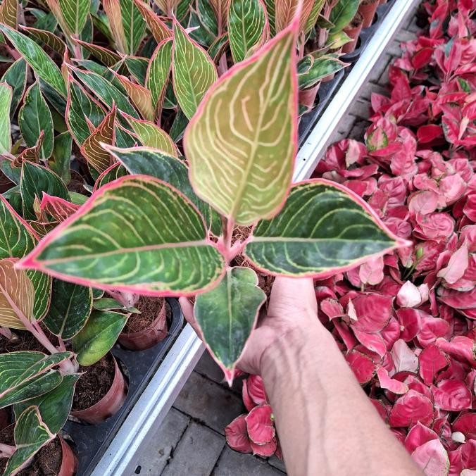 Aglonema lipstik peterpan