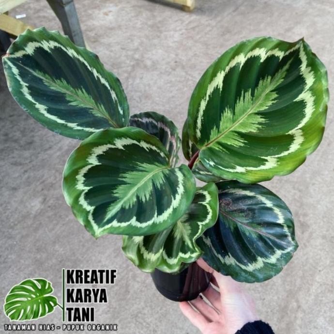 Tanaman hias calathea medalion - Calathea medalion