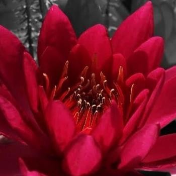 tanaman teratai air | tanaman air | tanaman teratai