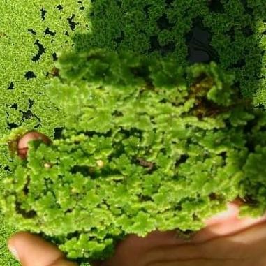 rumput azola Bibit Azolla pinata microphyla Azola Pakan Ikan 1kg