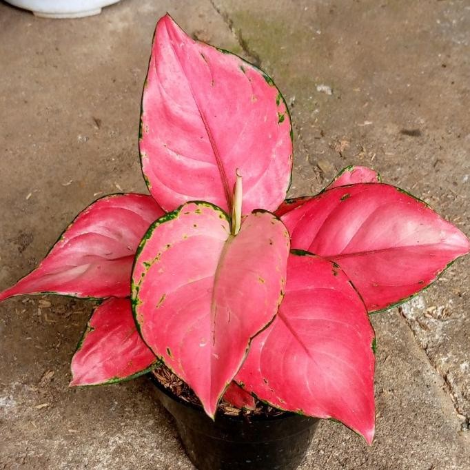 tanaman aglonema pink katrina/tanaman hias/ aglonema pink katrina