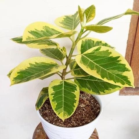 Terlaris Tanaman Hias Karet Kebo Golden - Pohon Beringin Karet Kebo Kuning