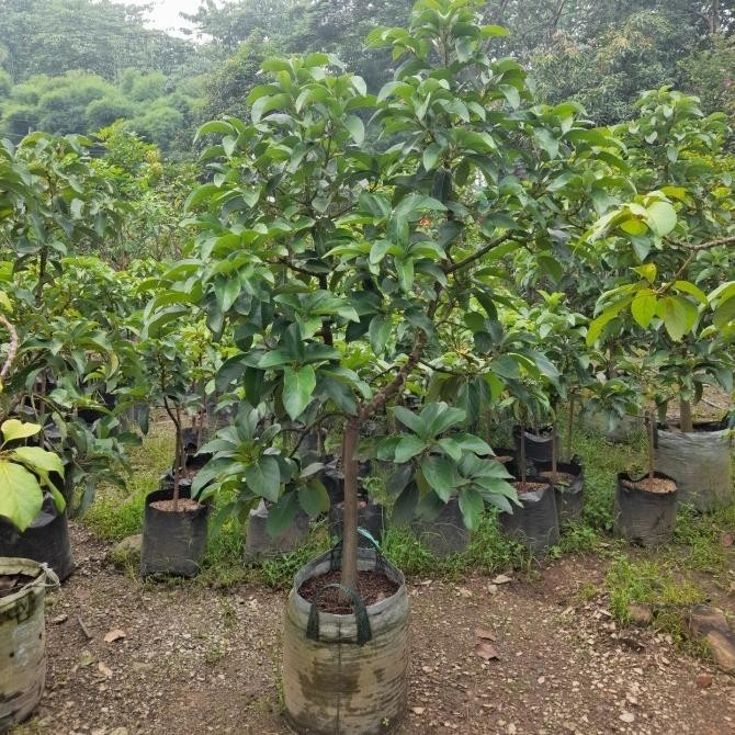 pohon buah alpukat miki tinggi 2m - bibit alpukat miki siap berbuah