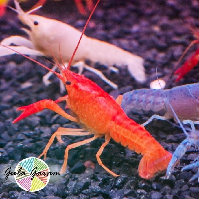 Terlaris Paket Koloni (Isi 10) Lobster Merah / Crayfish Hiasan Aquarium Ikan Hias Aquascape Tanaman 