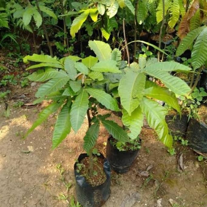 Bibit Tanaman buah matoa ta rasa unik durian rambutan TGBU1 PREMIUM
