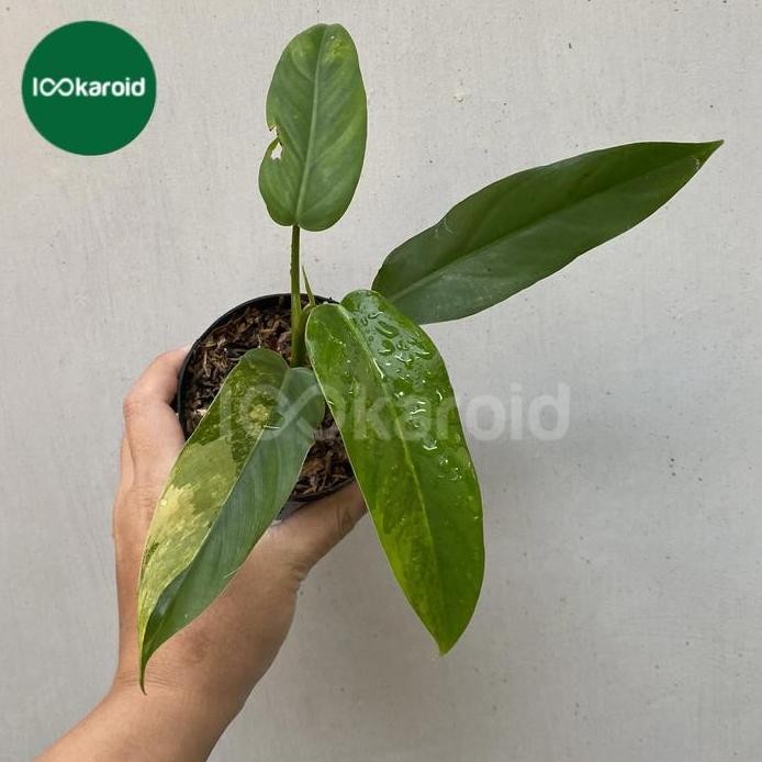 Terlaris Tanaman Hias Philodendron Domesticum Variegata | Domesticum Varigata