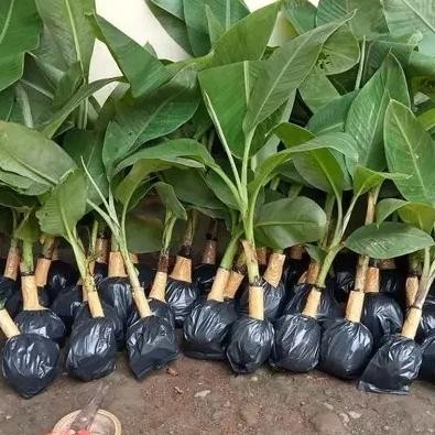 bibit pisang kepok kuning kultur jaringan AZZ