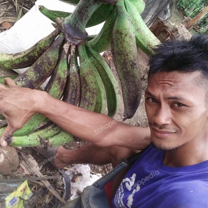 Bibit pisang tanduk byar / tanduk madu AZZ