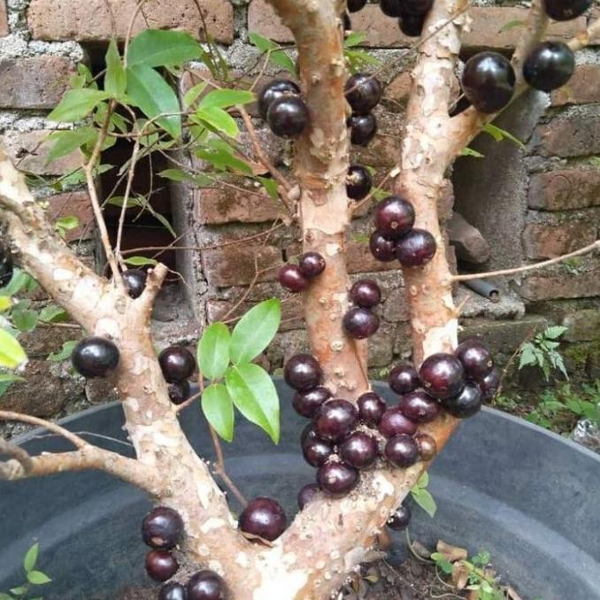 bibit buah anggur brazil jaboticaba preco hasil cangkok FFFF