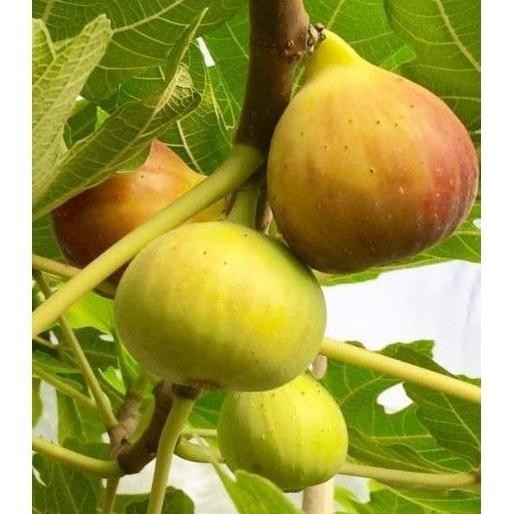 Bibit buah tin jenis buah besar manis Moyuna SUPER NNNN