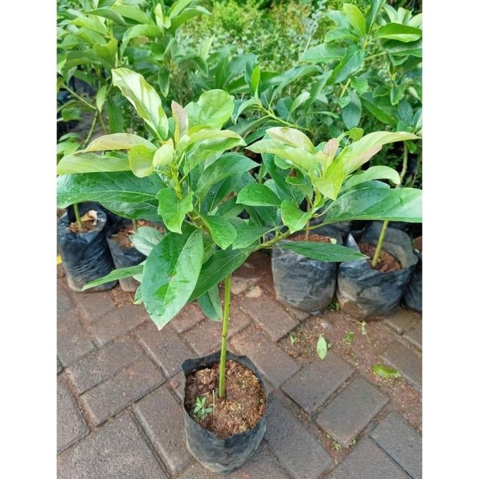 Bibit Buah Alpukat Alator Super Tanaman Pohon apokat Jumbo SUPER NNNN