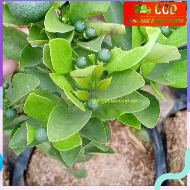 Bibit Pohon Jeruk Kip/Peras/Lemon Cina Sdh Berbuah Banyak SUPER NNNN