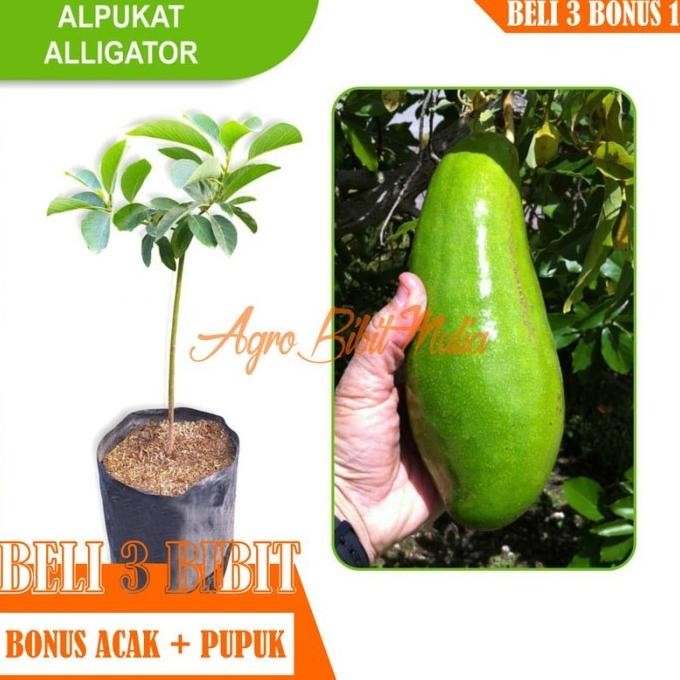 Bibit Tanaman buah Alpukat Aligator Mexico FFFF