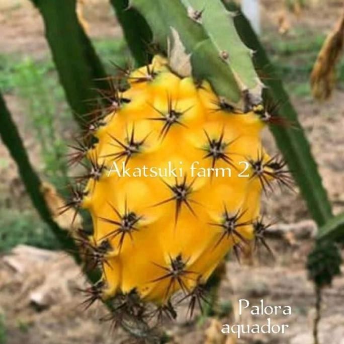 bibit buah naga jenis palora equador, versi stek utuh FFFF