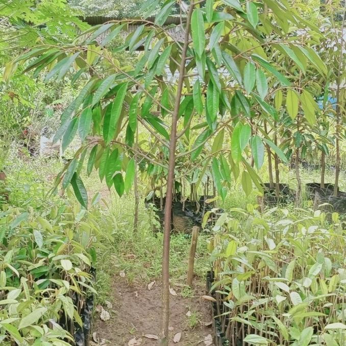 bibit durian musang king 2m(4tahun siap buah) FFFF