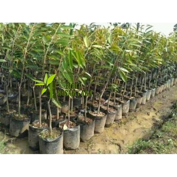 Bibit Buah Durian Musang King Cepat Berbuah Siap Tanam SUPER NNNN