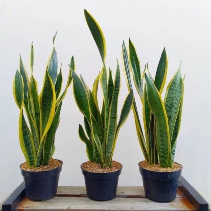 Terlaris Tanaman Hias Paket 3 Lidah Mertua / Sansiviera Rimbun Inc Pot Hitam