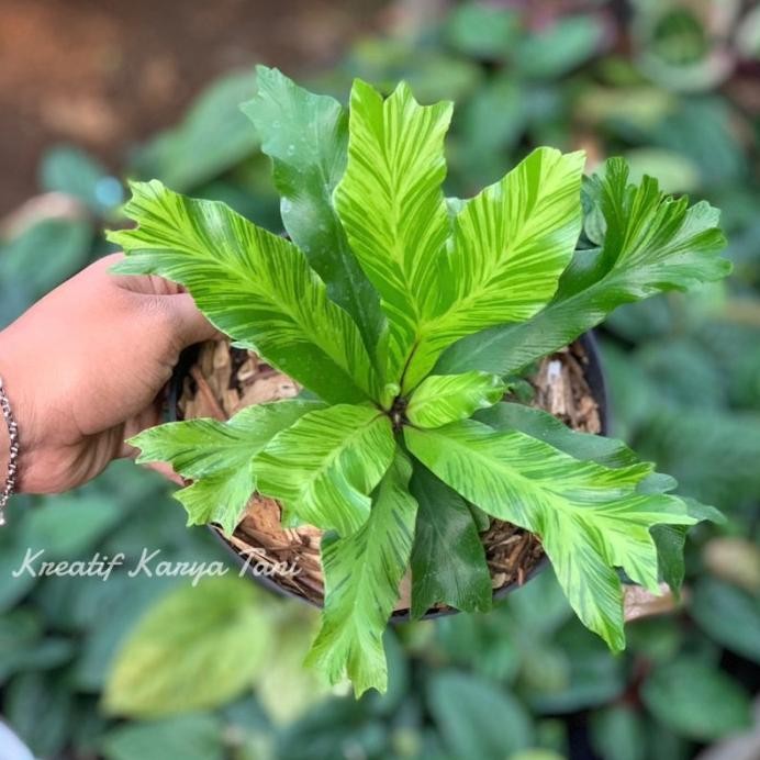 Terlaris Tanaman Hias Kadaka Varigata Golden - Kadaka Varigata Golden