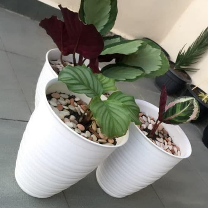 Pot Tawon Tirus 21 / Pot Tawon Pirus 21