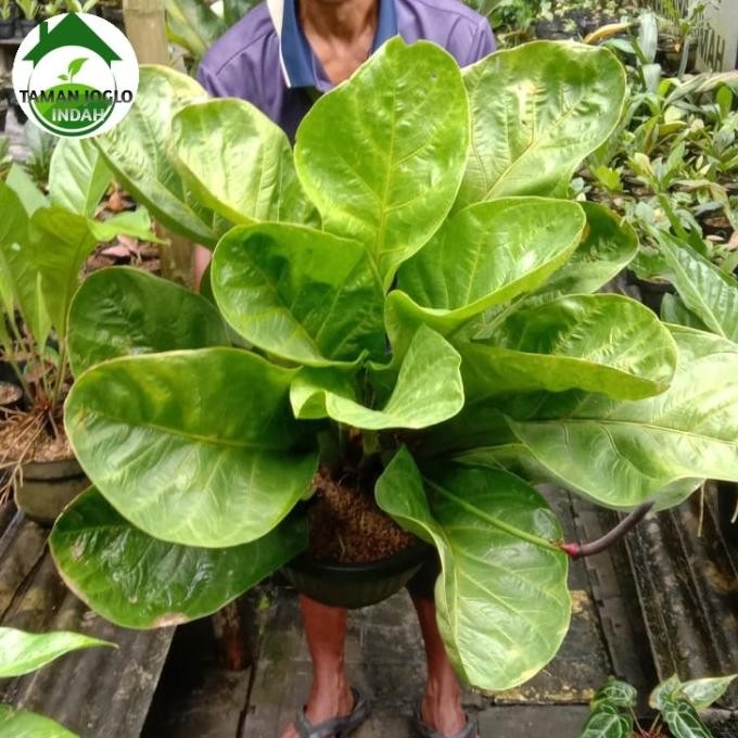 Terlaris Tanaman Hias Anthurium Jemani Mangkok Daun Besar Promo