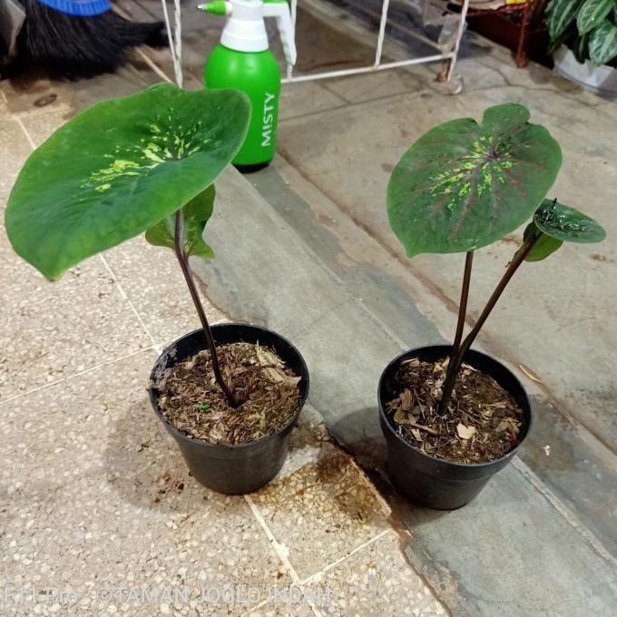 Terlaris Tanaman Hias Caladium Sayap Doreng