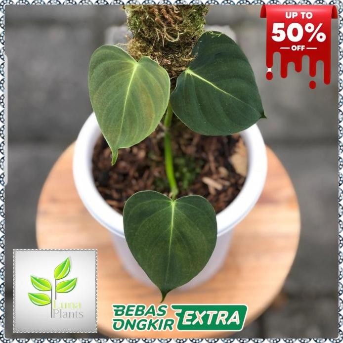 Terlaris Philodendron Lupinum - Tanaman Hias Philodendron Lupinum