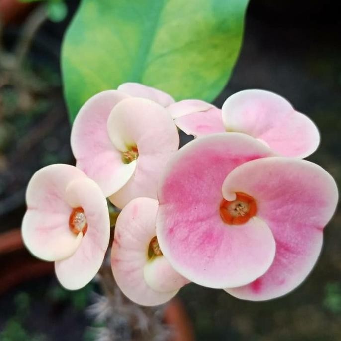 Terlaris Tanaman Hias Euforbia Bunga Pink