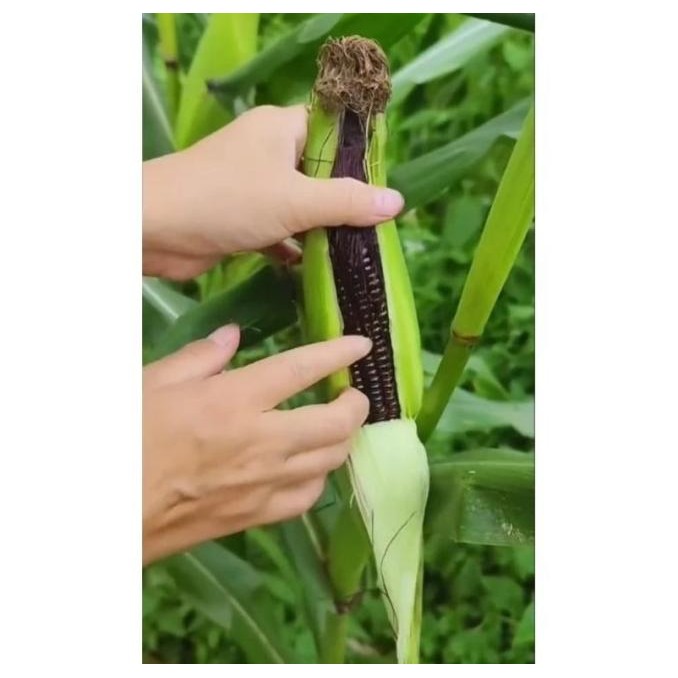 ( 500 Butir ) Benih Jagung Hitam | Jagung Ketan Hitam murah