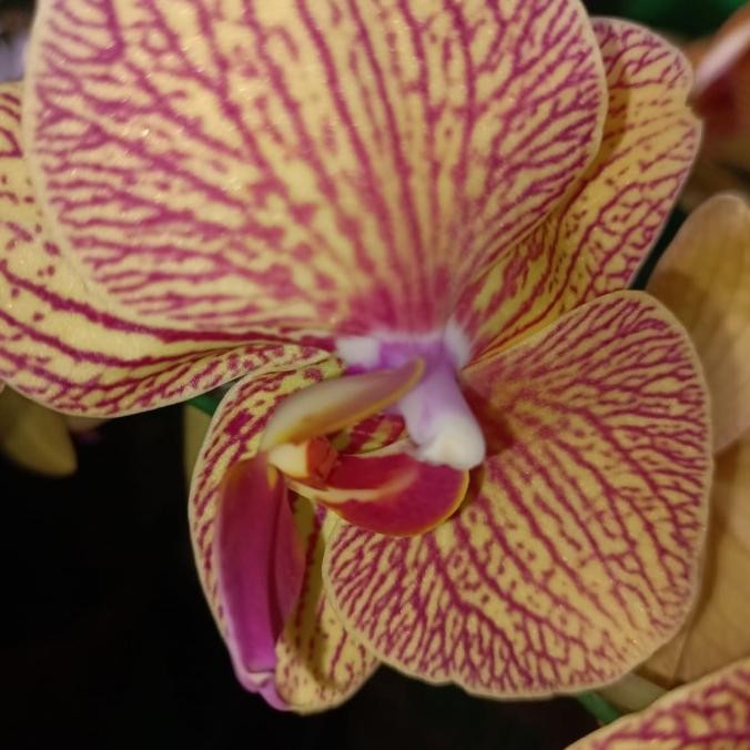 Bunga Anggrek Bulan Koleksi Tanaman Hidup murah