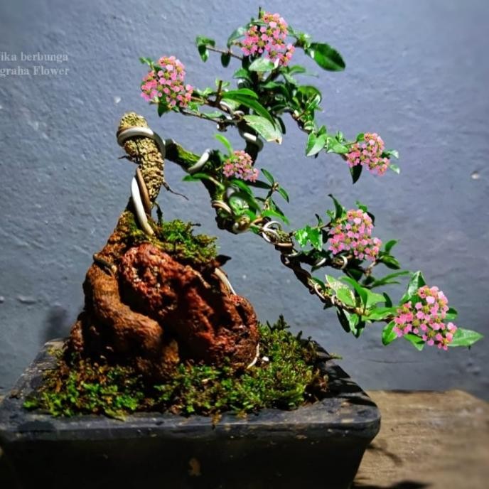 bonsai sakura mikro OTR tinggal pajang murah