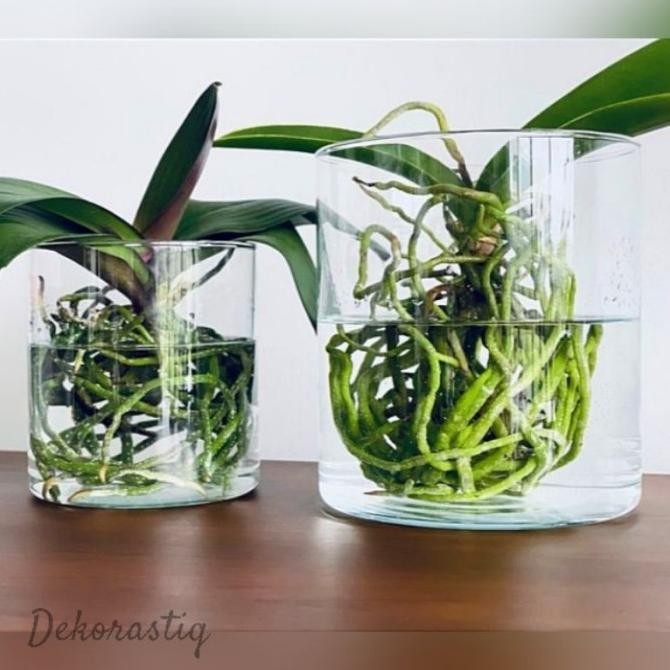 VAS BUNGA KACA BENING / VAS TABUNG / POT TANAMAN AIR HIDROPONIK