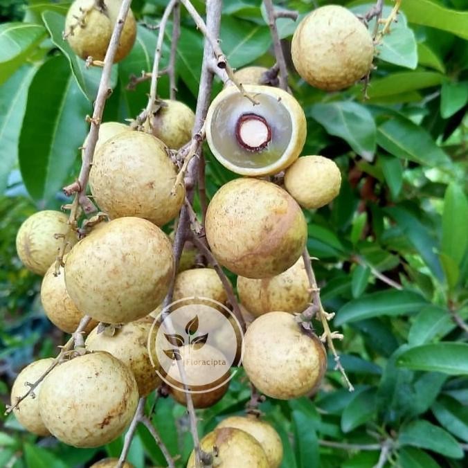 Pohon kelengkeng matalada - Tambulapot - Bibit buah lengkeng matalada PREMIUM