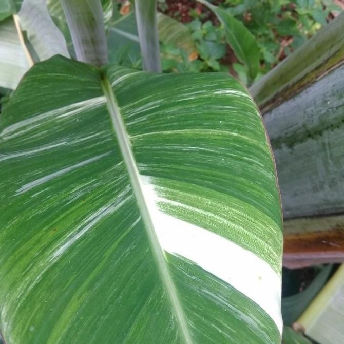 best Bibit Tanaman Buah Pisang Varigata Unik murah FFFF PREMIUM