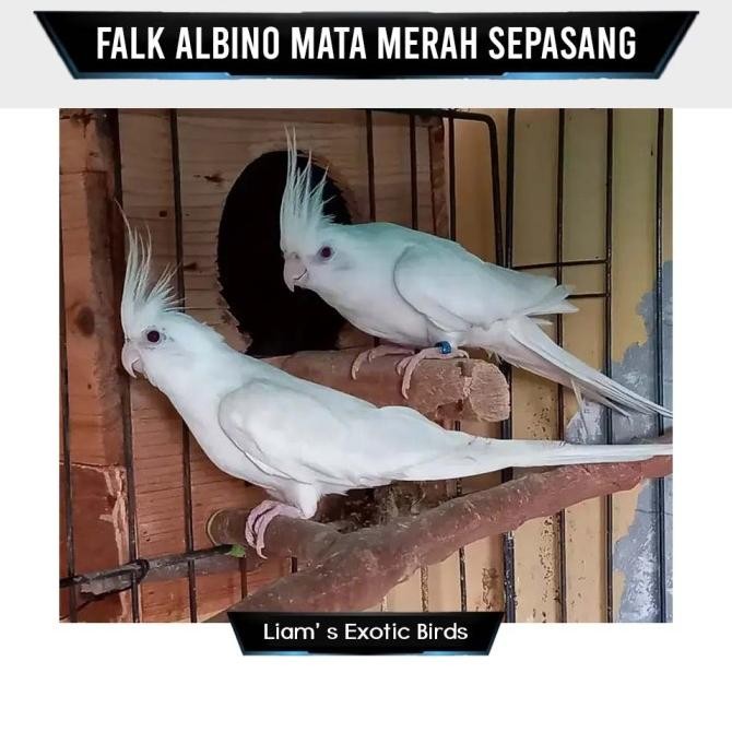 Promo Falk Australia Albino Mata Merah Pilihan Sepasang