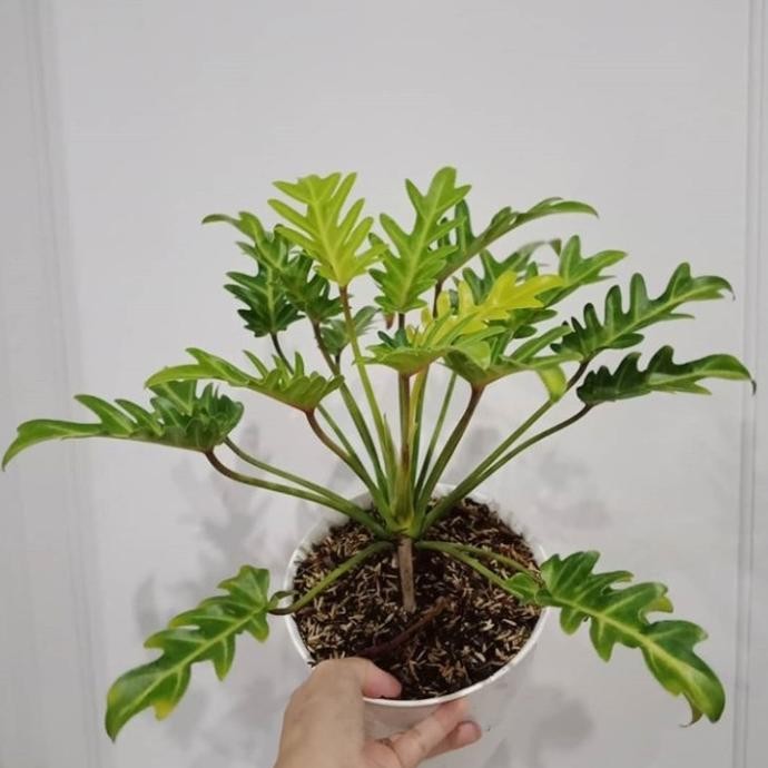 Terlaris Tanaman Hias Philodendron Xanadu Golden / Murah + Pot
