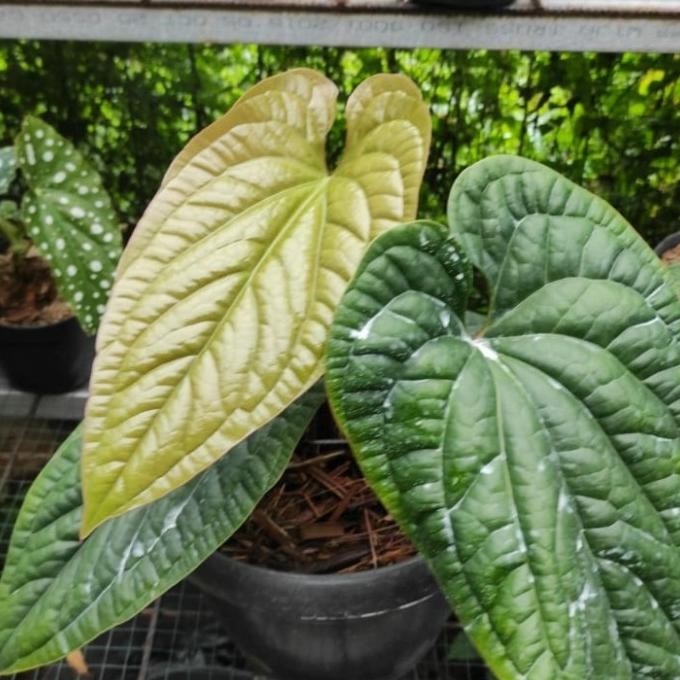 Terlaris Tanaman Hias Sirih Anthurium Dewasa - Sirih Anthurium Besar - Sirih