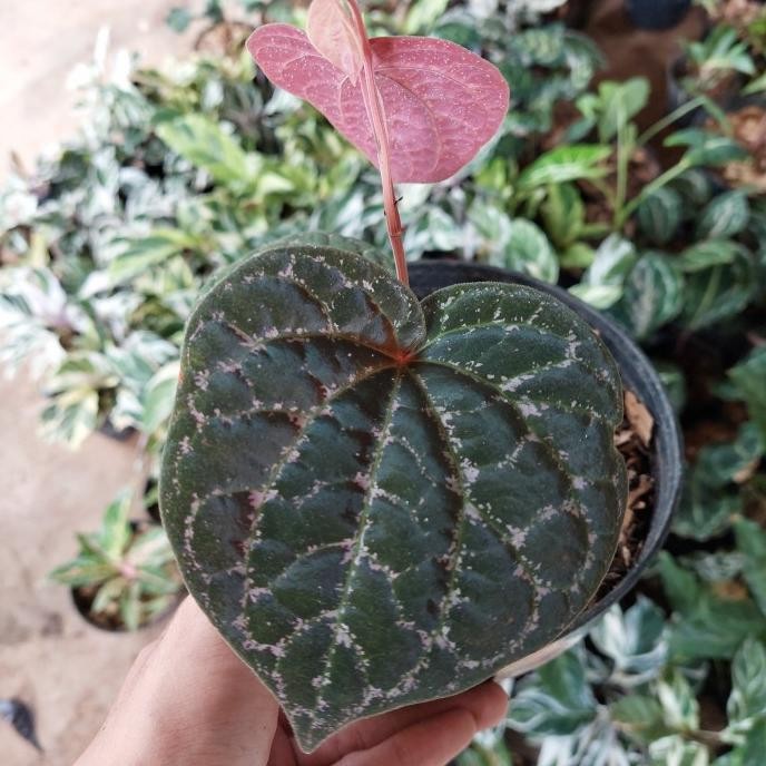 Terlaris Tanaman Hias Sirih Wulung - Pohon Sirih - Tanaman Sirih