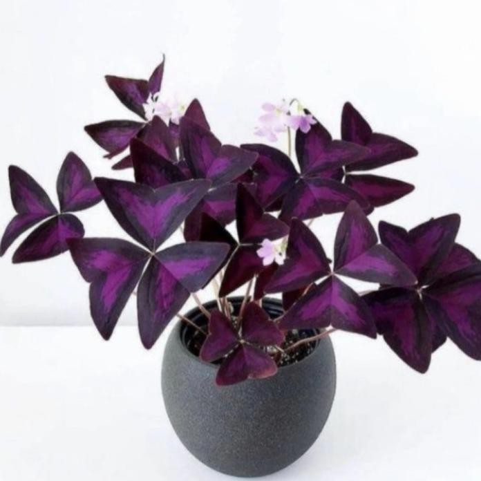 Terlaris Tanaman Hias Oxalis Kupu-Kupu Ungu - Oxalis Ungu