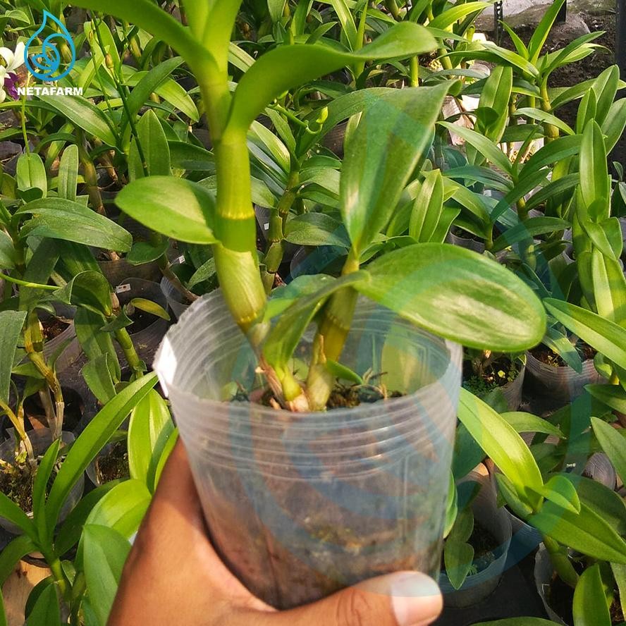 Bisa Cod Soft Pot Flexible Cup Anggrek Transparan Plastik ,