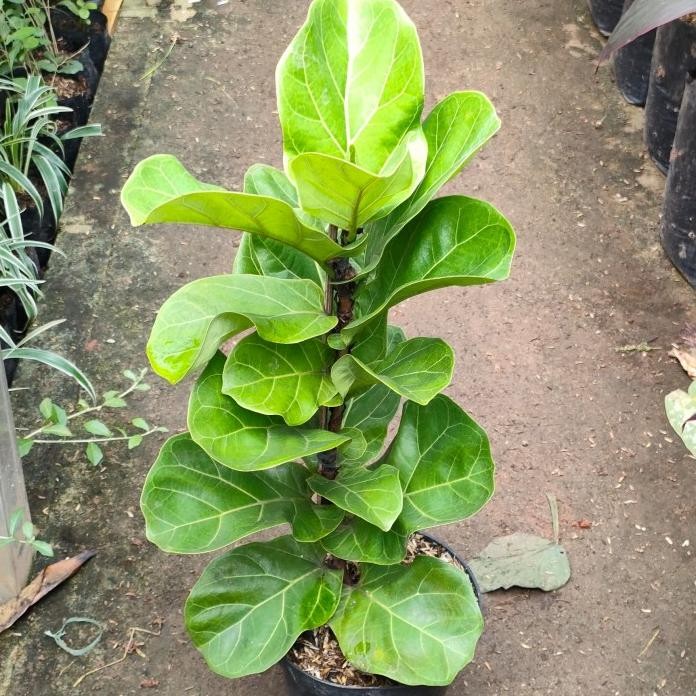 Terlaris Tanaman Hias Fiddle Leaf Fig Biola Mini /Ketapang Biola Mini+Pot& Batu