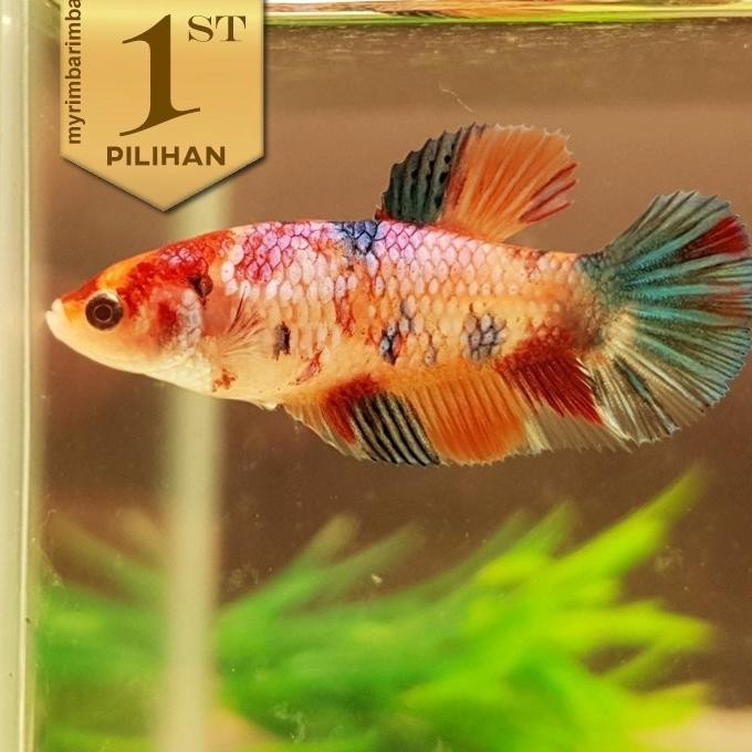 Terlaris Paket Koloni (Isi 10) Cupang Betina Multicolor Ikan Hias Aquascape Hiasan Aquarium Tanaman