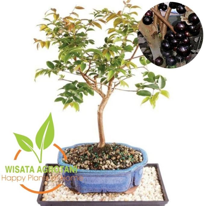 Paket 4 Bibit Tanaman Anggur Pohon Preco Anggur Brazil Cangkok Tanaman PREMIUM
