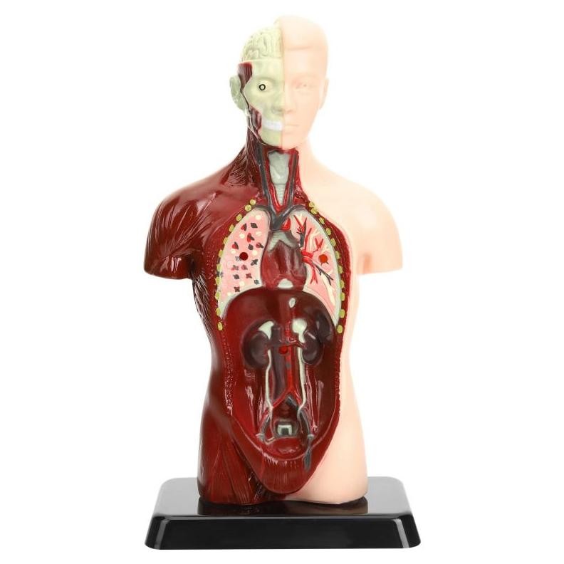 Premium Mainan Rakitan Model Kerangka Manusia Kerangka Manusia Model Alat Peraga Edukatif Torso Anat