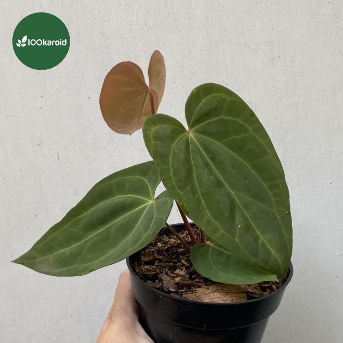 Terlaris Tanaman Hias Anthurium Papillilaminum Red Steam Dark / Kuping Gajah Papi Red Steam