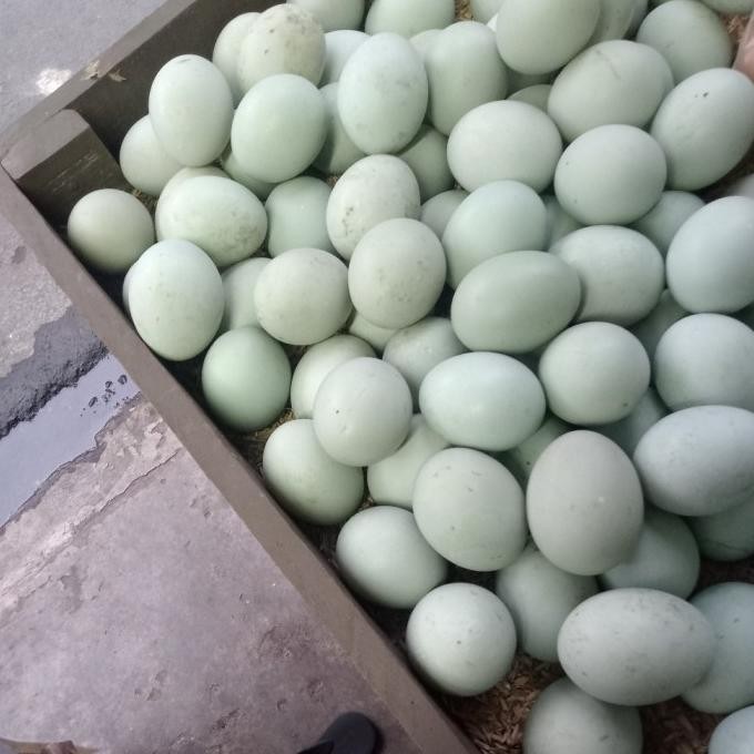 

Terlaris Telor Segar Telur Bebek Segar 1 Pcs - Mentah